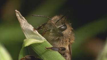 Bienensterben | Bild: BR