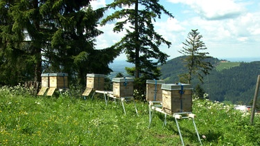 Honig-Bienen auf der Alm in den Bergen. Hier gibt es eine große Blütenvielfalt und sie können aromatischen Honig produzieren. Die guten Umweltbedingungen stellen einen Schutz vor dem Bienensterben dar. | Bild: BR / UNKRAUT