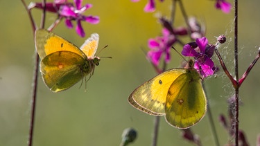 Heufalter Schmetterling | Bild: Jan Haft
