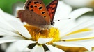 Schmetterling auf Margeritenblüte | Bild: colourbox.com