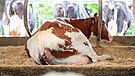 Kühe haben es gerne kühl und bequem und stellen gewisse Anforderungen an ihren Stall.  | Bild: picture alliance/dpa | Friso Gentsch