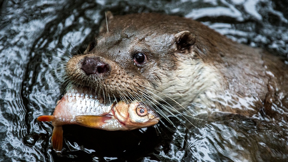 Ein Fischotter frisst einen Fisch. | Bild: picture alliance / Silas Stein