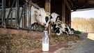 Kühe im Kuhstall | Bild: picture-alliance/dpa