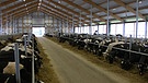 Die Kühe im fertigen Stall | Bild: Bayerisches Fernsehen