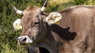 Werden Kühe richtig gehalten, sind sie wichtig fürs Ökosystem.  | Bild: picture-alliance/dpa