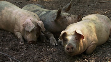 Vom Leben der Schweine | Bild: BR