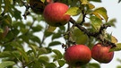 Apfelernte in Unterfranken - Von Streuobstwiesen und Lohnkeltereien: Äpfel am Baum | Bild: BR