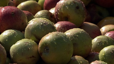 Apfelernte in Unterfranken - Von Streuobstwiesen und Lohnkeltereien: Nahaufnahme vieler Äpfel | Bild: BR