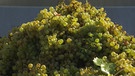 Unter unserem Himmel - In den Haßbergen: Helle Weintrauben | Bild: BR