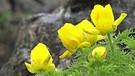 Unter unserem Himmel - Klimawandel in den Alpen: Gelbe Blüten | Bild: BR
