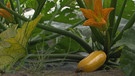 Unter unserem Himmel, Kümmerli und Sonnenhut – im Schweinfurter Mainbogen: Gemüse-Strauch mit orangener Blüte und gelber Gurke  | Bild: BR