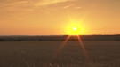 Unter unserem Himmel, Kümmerli und Sonnenhut – im Schweinfurter Mainbogen : Sonnenuntergang über dem Getreidefeld | Bild: BR