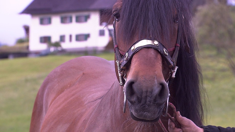 Unter unserem Himmel, Noriker - eine alte Pferderasse: Der Noriker | Bild: BR