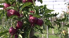 Unter unserem Himmel - Obstbauern am Bodensee: Rote Äpfel am Baum | Bild: BR