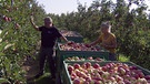 Unter unserem Himmel - Obstbauern am Bodensee: Martin Nüberlin bei der Ernte | Bild: BR