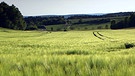 Unter unserem Himmel - Rhön, Land mit weitem Blick: Hellgrünes Feld, im Hintergrund ein Wald | Bild: BR