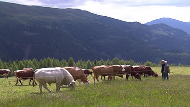 Unter unserem Himmel - Sommer in den Nockbergen: Grasende Kühe in den Bergen | Bild: BR