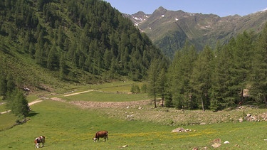 Unter unserem Himmel - Das Villgratental in Osttirol: Hügellandschaft mit Bäumen bewachsen, Kühe grasen auf einer grünen Wiese | Bild: BR