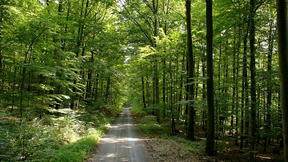 Unter unserem Himmel - Wälder in Bayern: Ein Weg führt durch einen grünen Wald. | Bild: BR