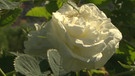 Unter unserem Himmel - Zeit für Rosen: Weiße Blüten der "Rosa alba maxima" am Strauch | Bild: BR