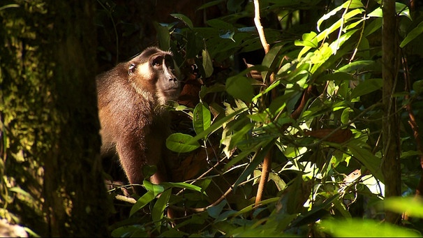 Macaca siberu oder Siberut-Makake  | Bild: BR/Pauli Hien