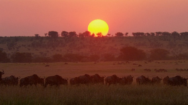 Tierwanderung in der Serengeti | Bild: BR