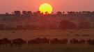 Tierwanderung in der Serengeti | Bild: BR