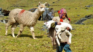 Alpakas in den Anden: Neugeborenes Alpaka, Christobals Patenkind | Bild: BR/Angelika Vogel