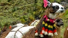 Lamas als Transportmittel | Bild: BR/Angelika Vogel