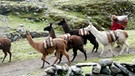 Lamas als Transportmittel | Bild: BR/Angelika Vogel