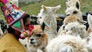 Alpakas in den Anden | Bild: BR/Angelika Vogel