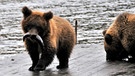 Bär in der russischen Tundra | Bild: BR/Vladimir Bologov