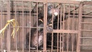 Bären in Vietnam: Zwei wenige Wochen alte Bären in einer sogenannten Bärenfarm | Bild: BR/Animals Asia