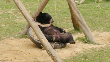 Bären im Gehege in der Rettungsstation Tam Dao der Organisation "Animals Asia" | Bild: BR