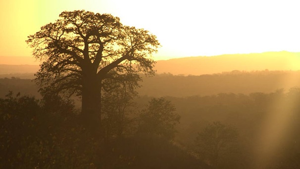 Baumriese in Afrika | Bild: BR