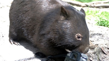 Wombat | Bild: BR