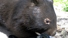 Wombat | Bild: BR