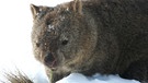 Wombat im Schnee | Bild: BR/Angelika Sigl