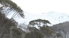 Eukalytusbäume im Schnee | Bild: BR/Angelika Sigl