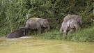 Kinabatangan Elefanten | Bild: BR