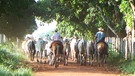 Pantanal: Cowboys treiben Rinder | Bild: BR/Andrea Rüthlein 
