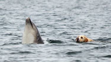 Labrador-Rüde Ben schwimmt mit Solitärdelfin Duggie | Bild: NDR/NDR/Roland Gockel