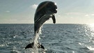 Delfin im Mittelmeer | Bild: BR/Hydra-Institute/Dr. Christian Lott