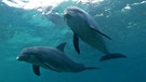 Delfine im Mittelmeer | Bild: BR/Hydra-Institute/Dr. Christian Lott