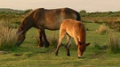 Exmoor Pony | Bild: BR / Angelika Sigl