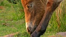 Exmoor Pony | Bild: BR / Angelika Sigl