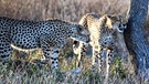 Gepard | Bild: BR/Udo A. Zimmermann