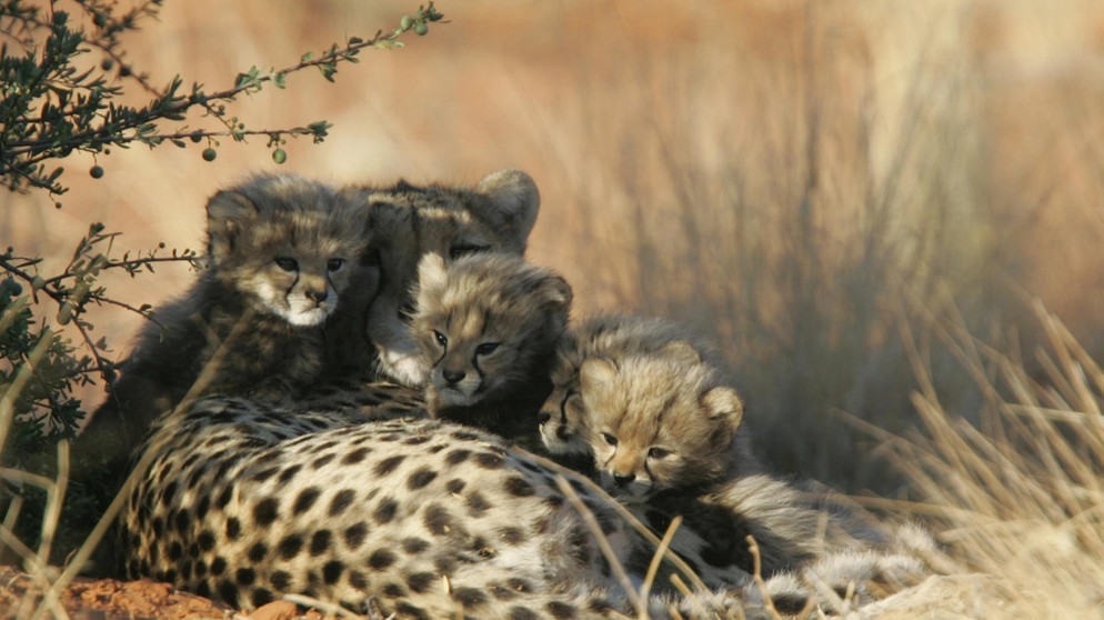 Gepard | Bild: BR/Gus Mills