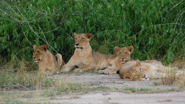 Löwen im Gorongosa-Nationalpark | Bild: BR/Bernd Strobel