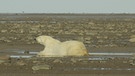 Eisbären in der Hudson Bay | Bild: BR/Angelika Sigl